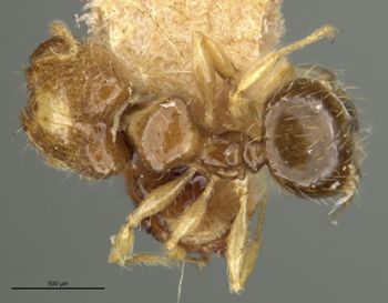 Media type: image;   Entomology 22884 Aspect: habitus dorsal